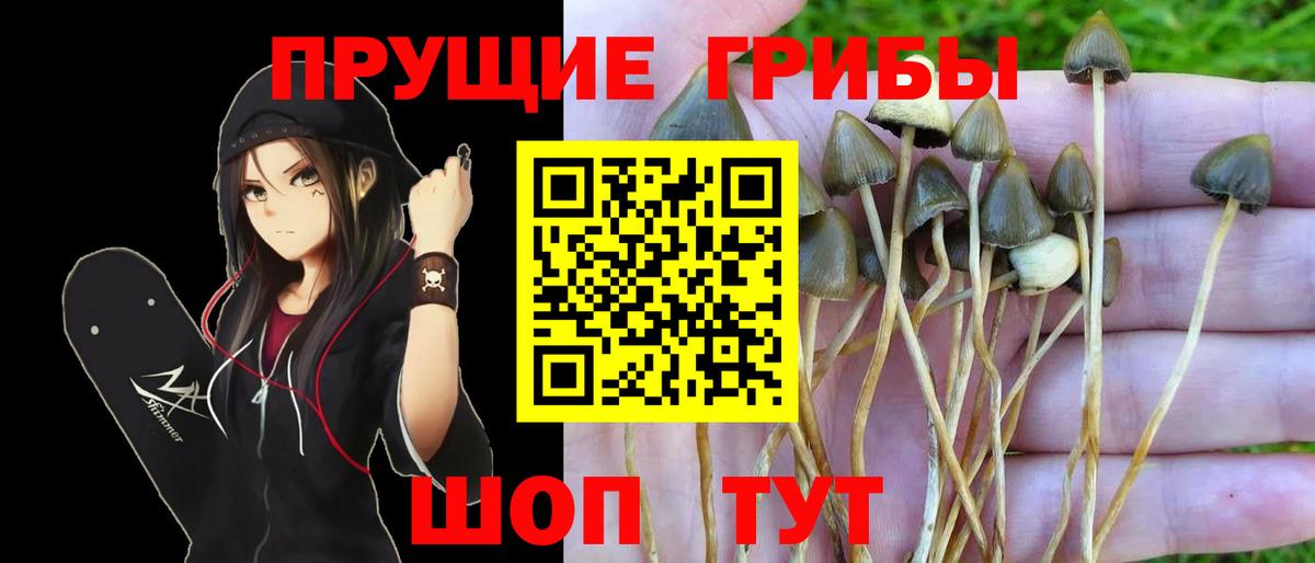 Галлюциногенные грибы Magic Shrooms  Псилоцибиновые грибы Psilocybe  Северск  Вход с VPN 
